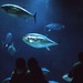 葛西臨海水族園 開園記念日 入園料無料デー