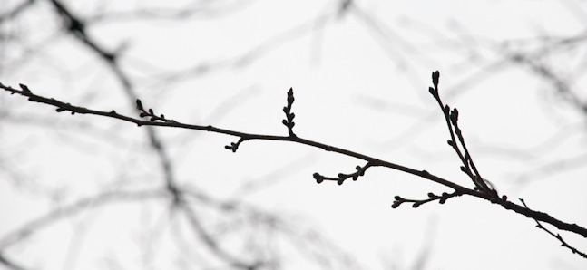 ドライブに、散歩に　東京の桜通り