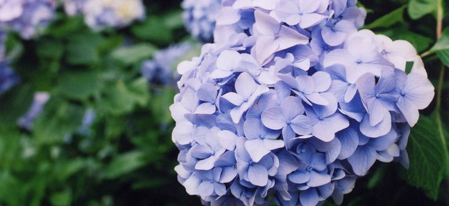 The ’burbs bloom with hydrangeas