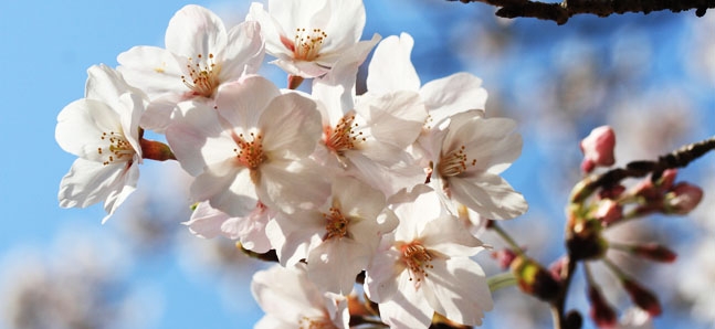 Tokyo's best sakura spots: 1-5