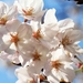 Tokyo's best sakura spots: 1-5