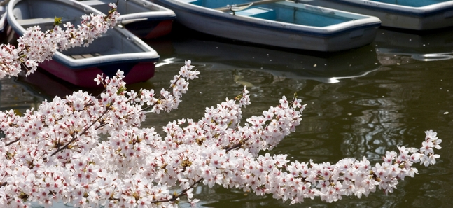 Tokyo's best sakura spots: 6-10