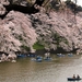 Cherry blossoms for beginners