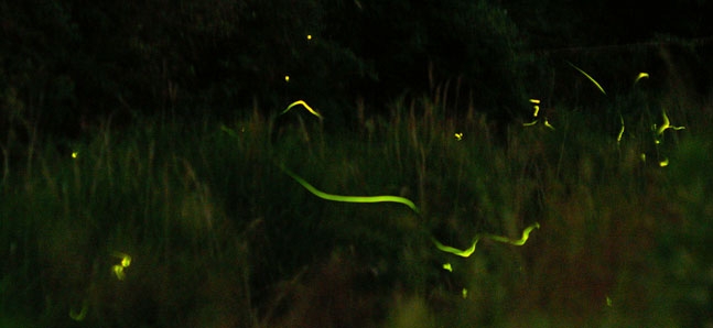 5 great spots for fireflies