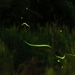 5 great spots for fireflies