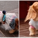 Shopping for your dog, Japan style: Harajuku fashion