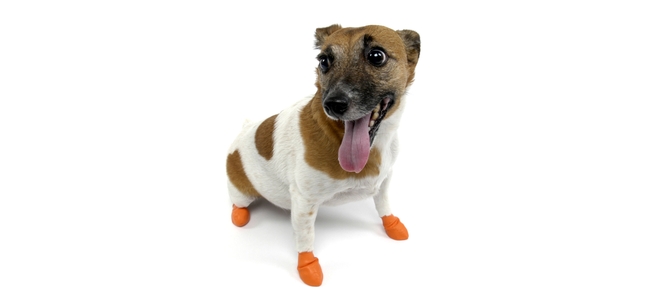 Shopping for your dog, Japan style: Rubber boots