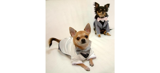 Shopping for your dog, Japan style: Wedding outfits