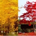 黄葉＆紅葉まつり 2012 ～黄と赤の二重奏～