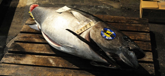 Photo gallery: The first tuna auction of the year