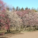 都立神代植物公園 梅まつり（2013）
