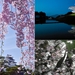 NHK 福島の桜フォトコンテスト 写真展