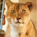 Mitsuaki Iwago: Cats & Lions