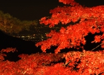 大山 秋の紅葉ライトアップ