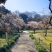 春を呼ぶ小石川後楽園 黄門様のお庭で梅まつり（2014）