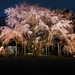 六義園 しだれ桜と大名庭園のライトアップ（2014）