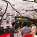 Takanawa Prince Hotel Cherry Blossoms 2015