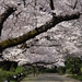 Jindai Cherry Blossom Festival