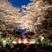 Toshimaen Sakura Nights