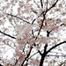 Photo of the Day - 明治通りの桜
