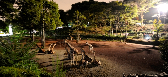 夏の夜しかできない33のこと
