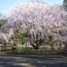 Rikugien Cherry Blossom Lightup