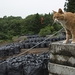 Fukushima: the clean-up crisis