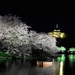 Sankeien Sakura Evenings 2015