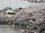 Ueno Sakura Festival