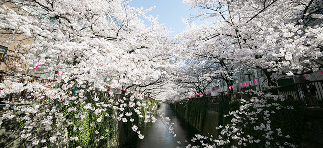 Photo of the day: Sakura along the Meguro River