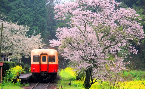 See more on a local train