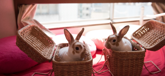 Tokyo's top 10 animal cafés